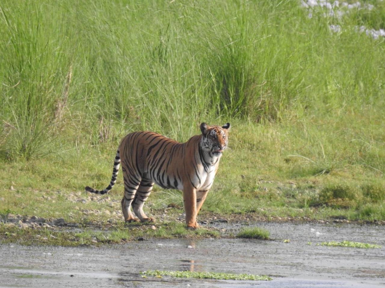 Tiger Tops Tharu Lodge Chitwan Exteriér fotografie