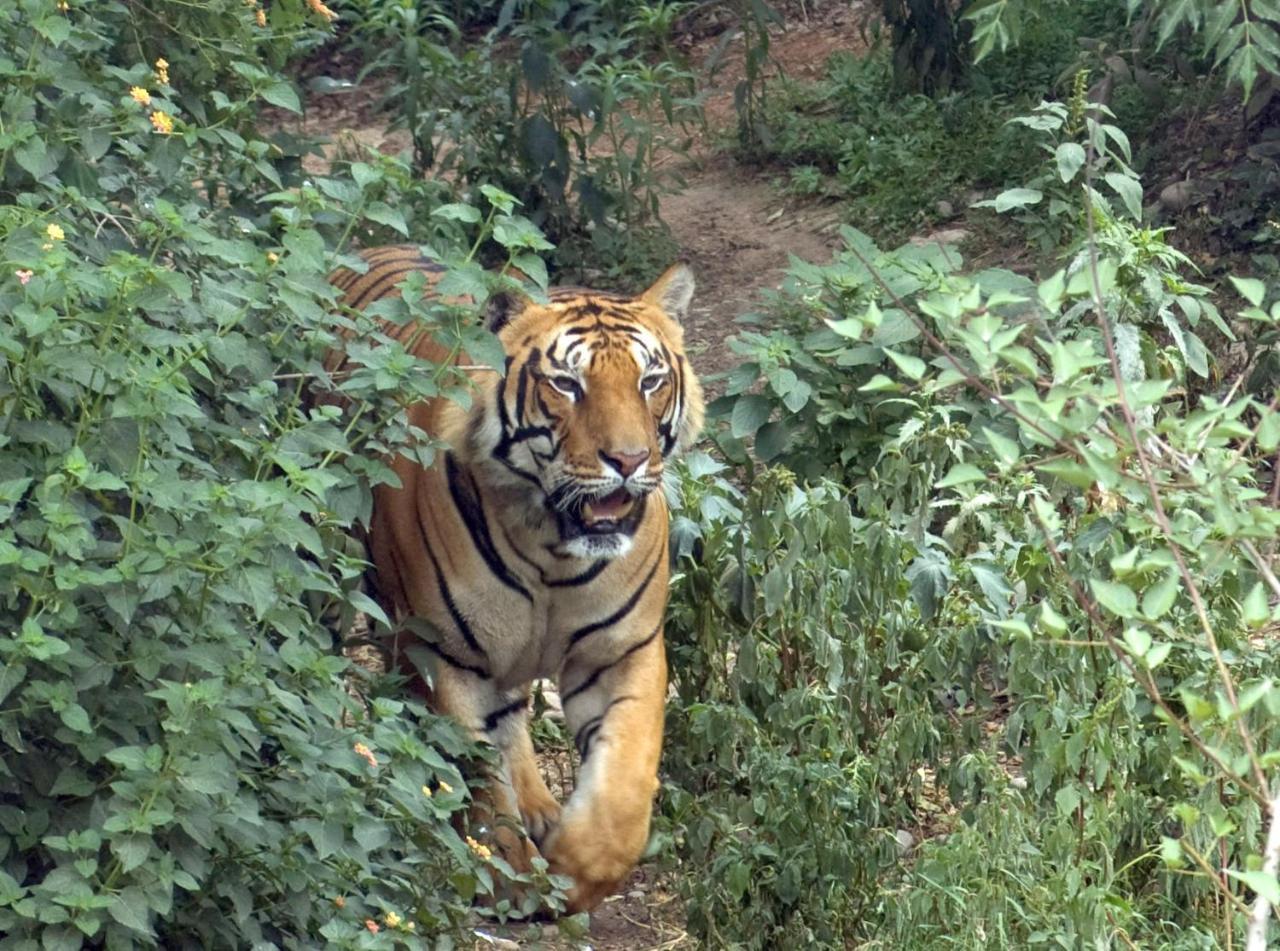 Tiger Tops Tharu Lodge Chitwan Exteriér fotografie