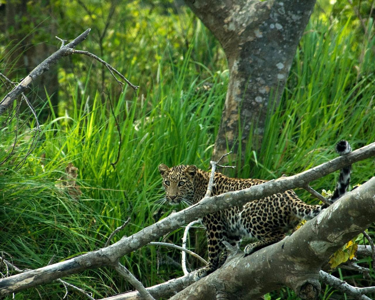 Tiger Tops Tharu Lodge Chitwan Exteriér fotografie